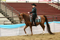 158 Arabian Western Pleasure ATR Championship